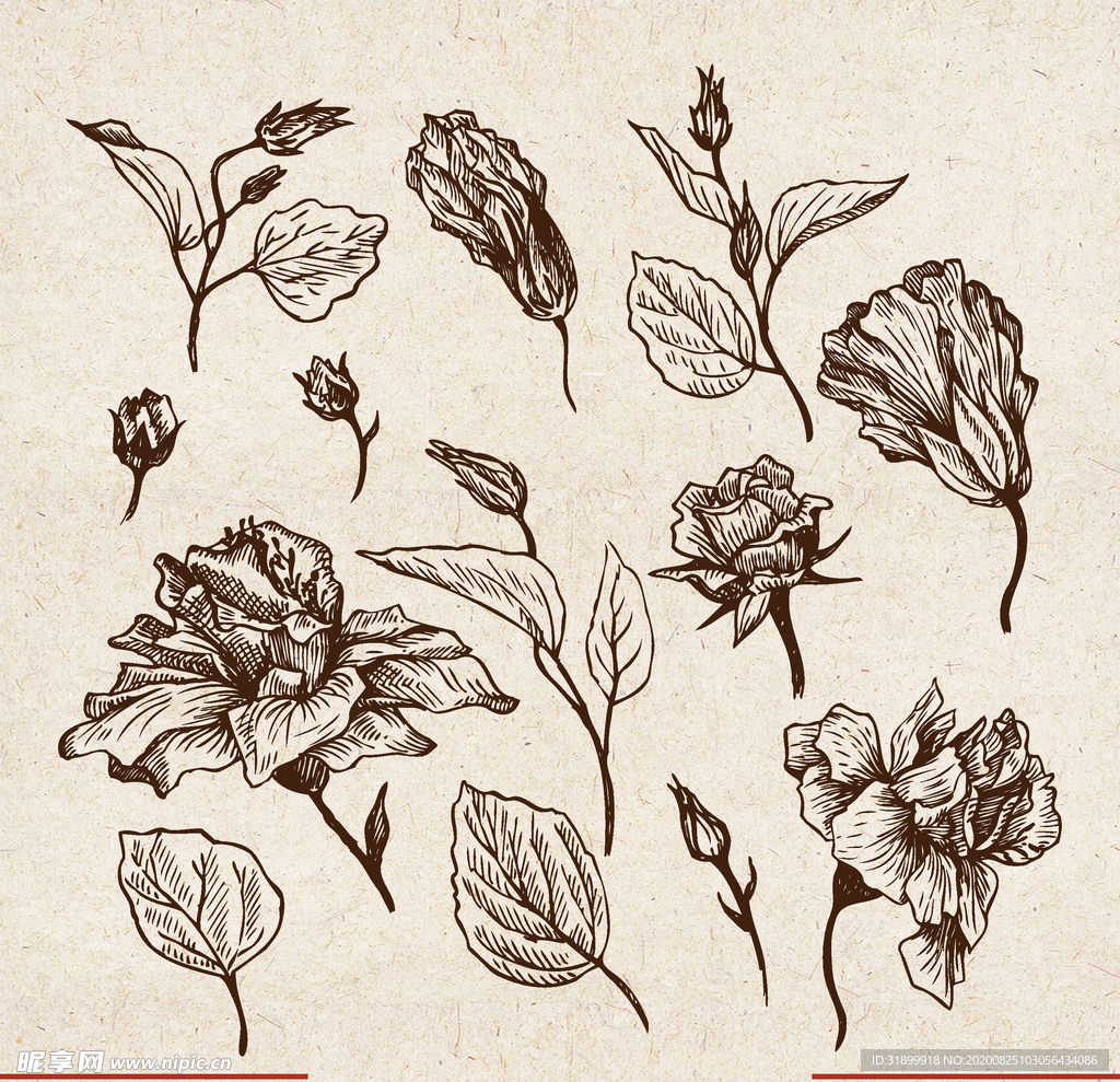 矢量动物 矢量植物 插画 手绘