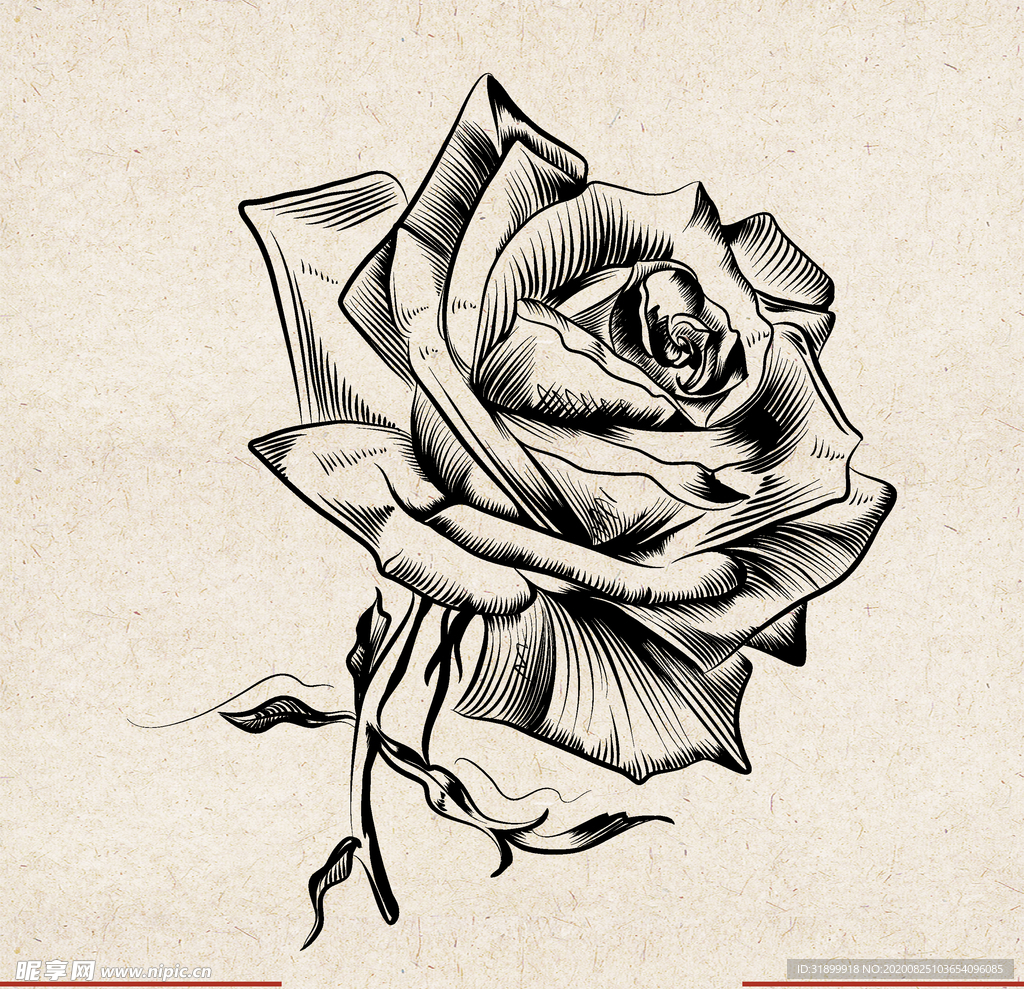 矢量动物 矢量植物 插画 手绘