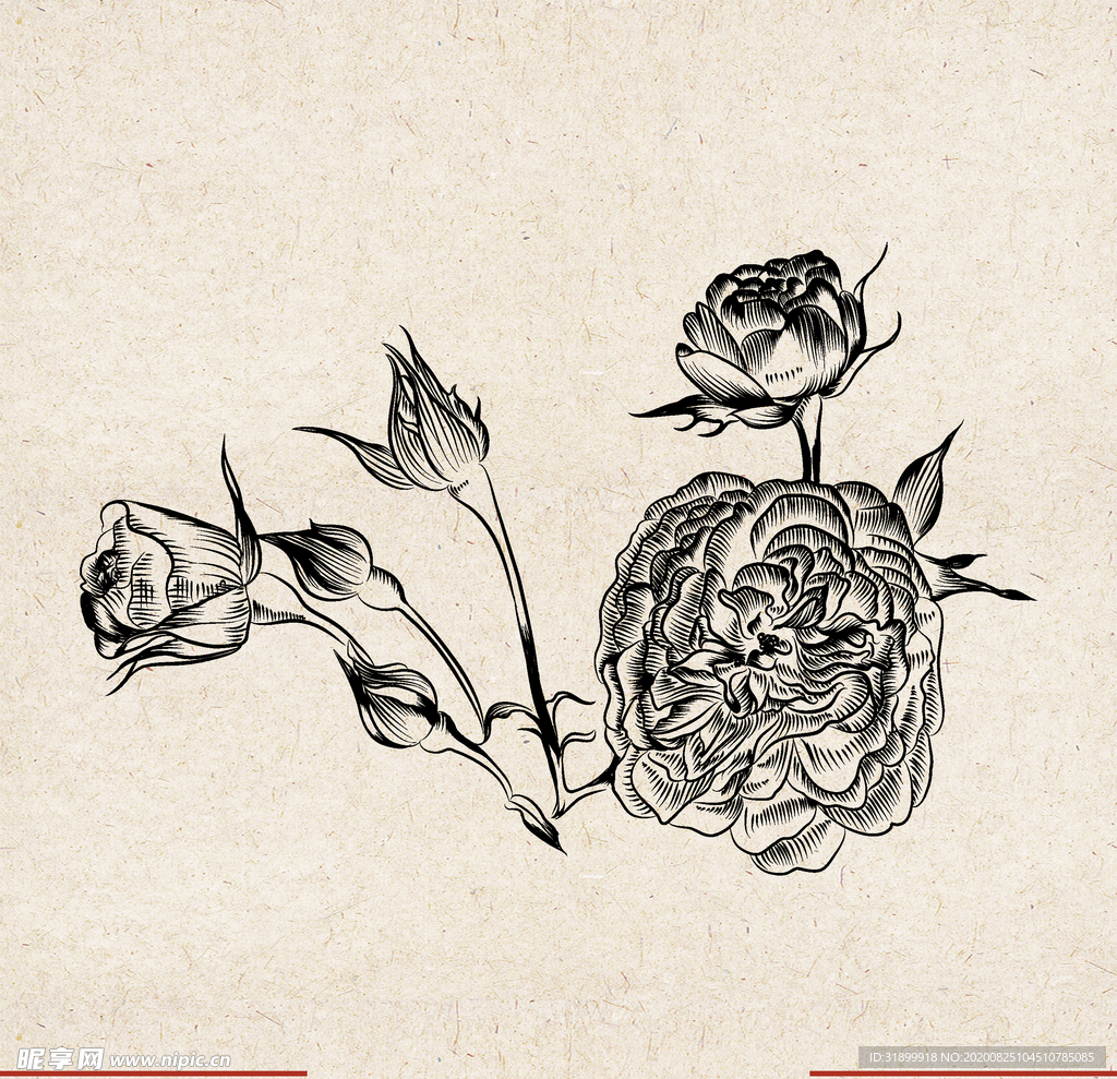 矢量动物 矢量植物 插画 手绘