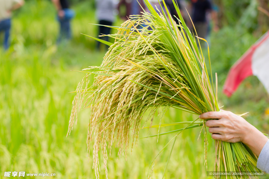 稻穗