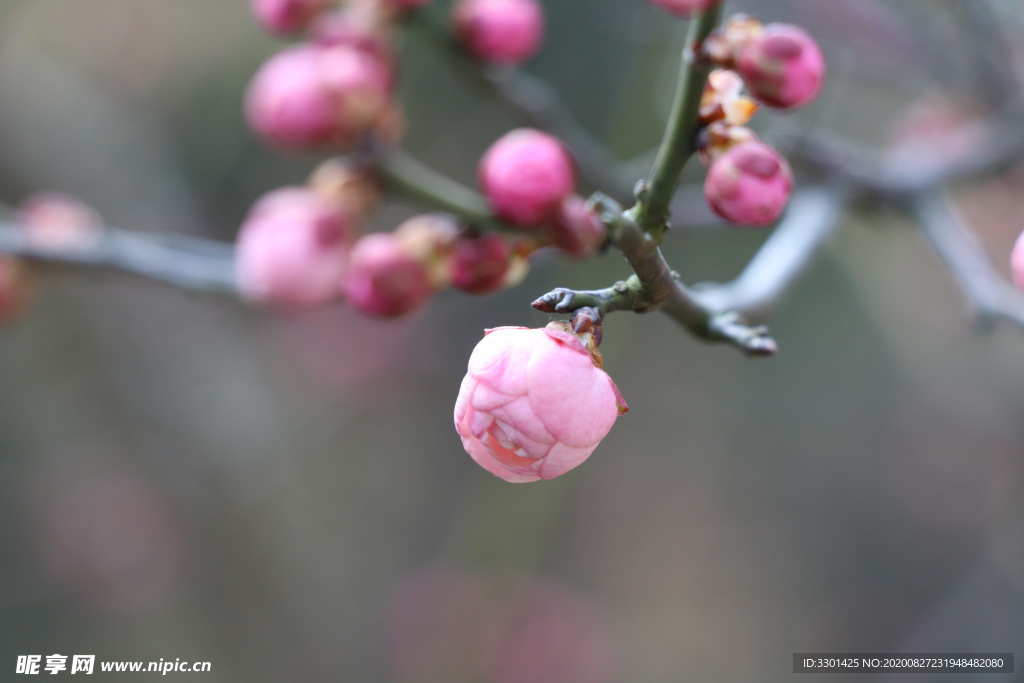 梅花花苞图片