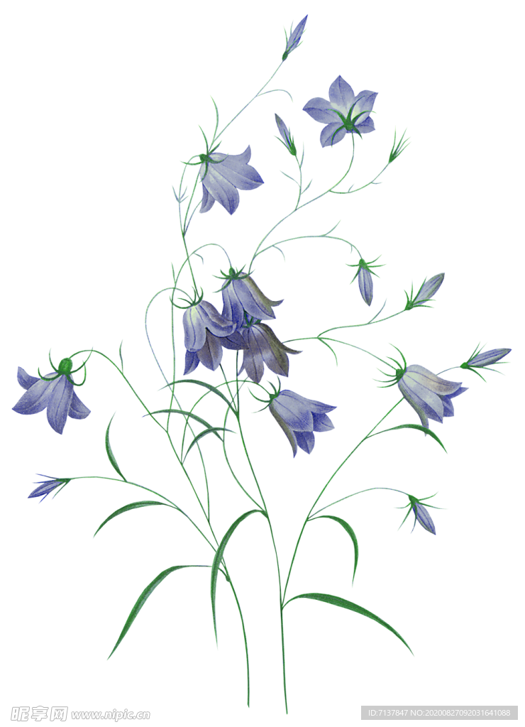 免扣风铃草元素图片