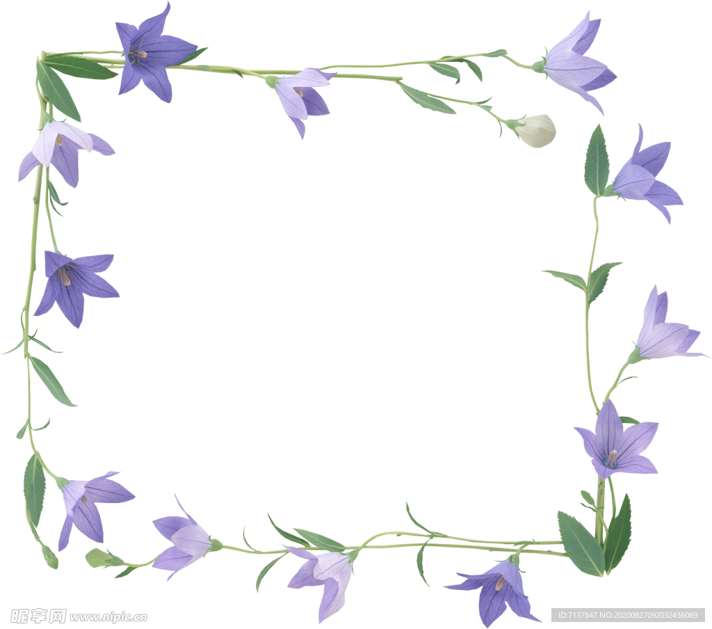 免扣风铃草元素图片