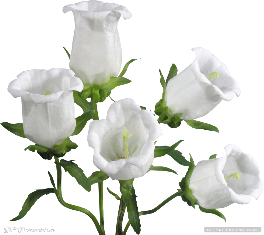 免扣风铃草元素图片