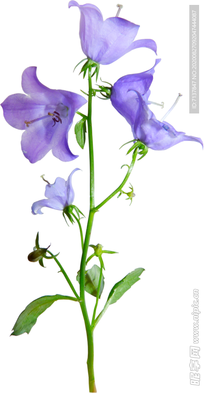 免扣风铃草元素图片