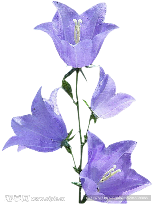 免扣风铃草元素图片