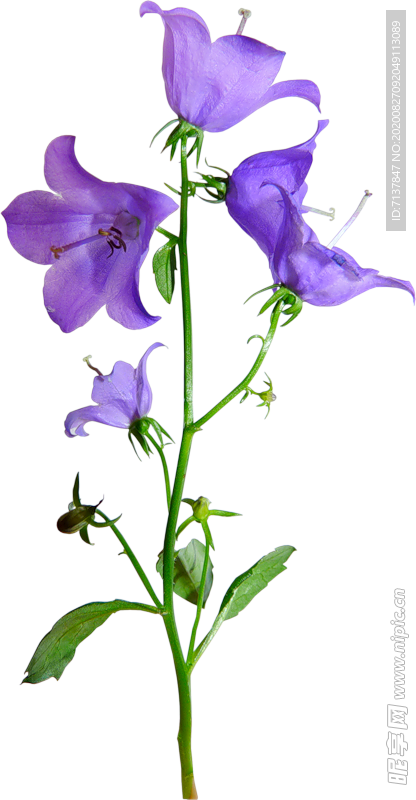 免扣风铃草元素图片