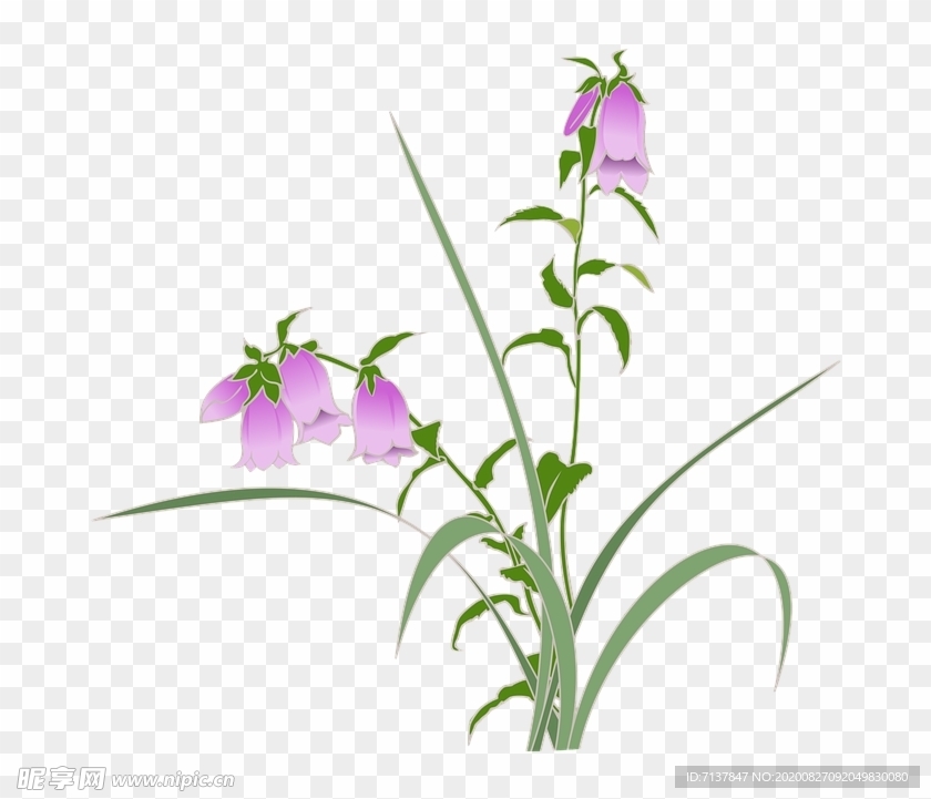 免扣风铃草元素图片