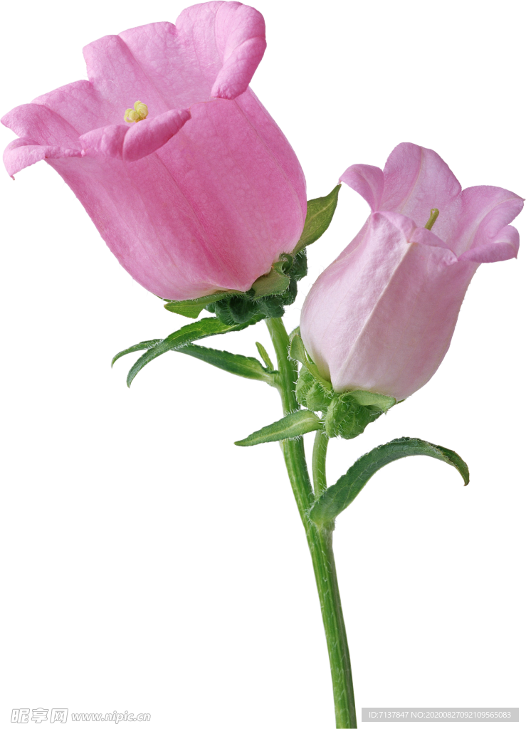 免扣风铃草元素图片