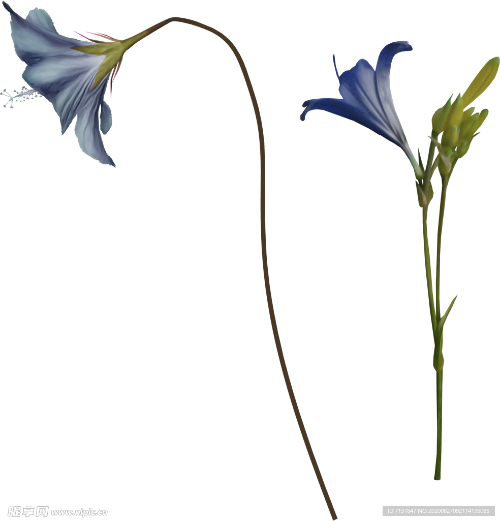 免扣风铃草元素图片