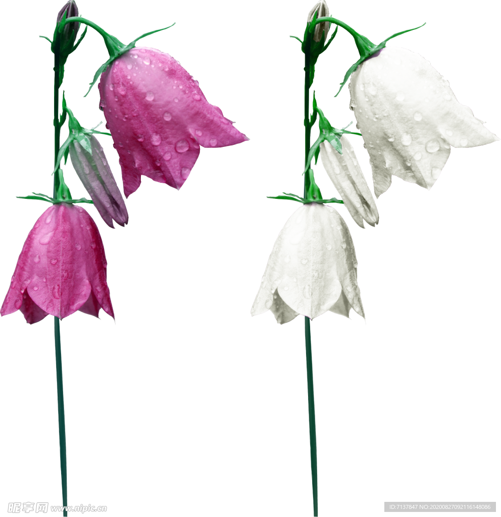 免扣风铃草元素图片