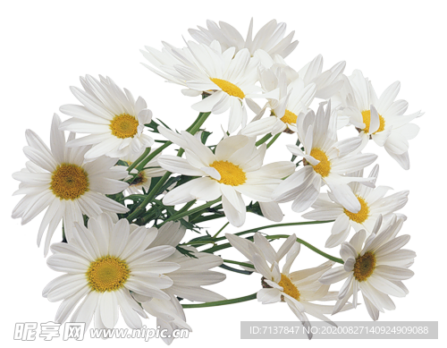 洋甘菊免扣png图片