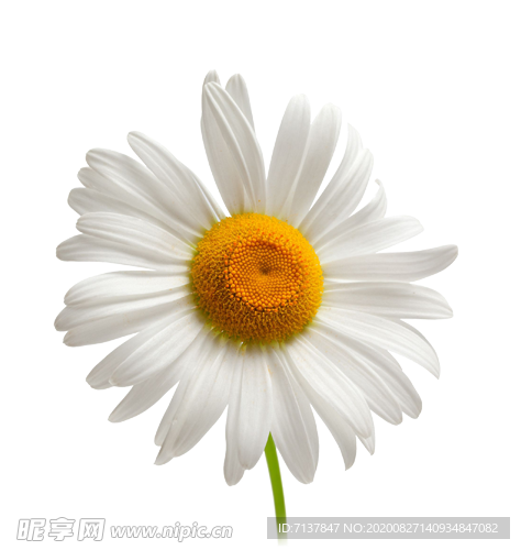 洋甘菊免扣png图片