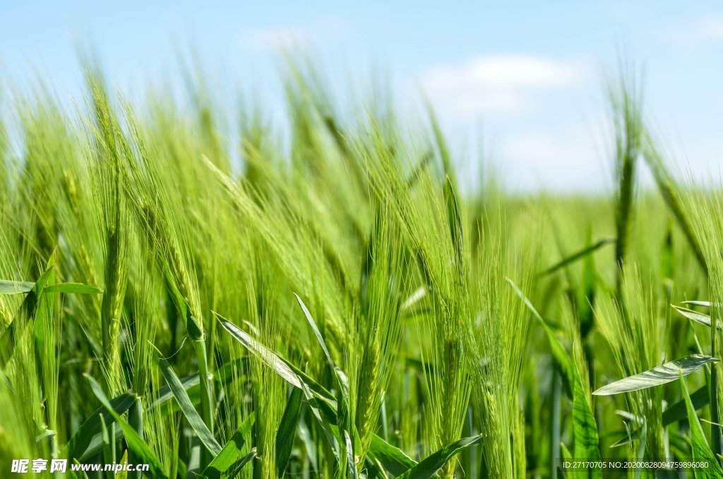 绿色唯美护眼壁纸