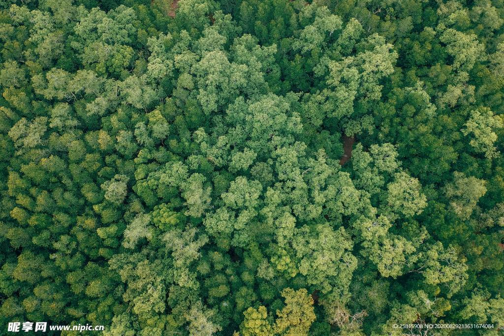 航拍森林