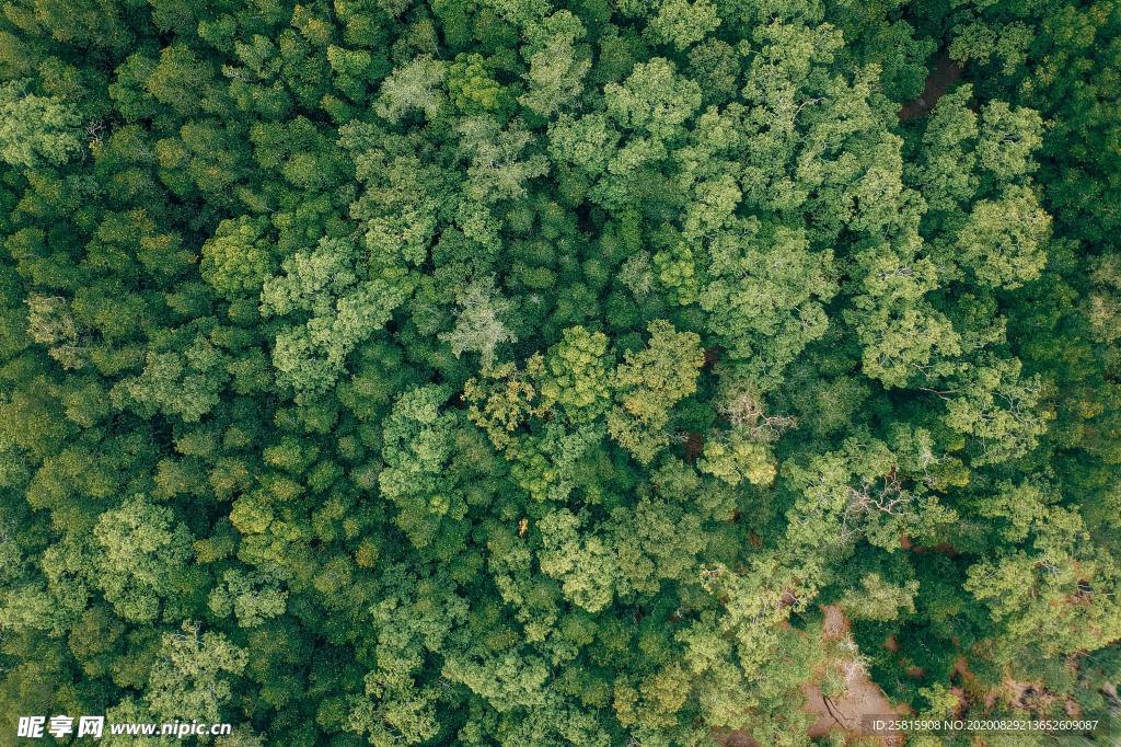 航拍森林
