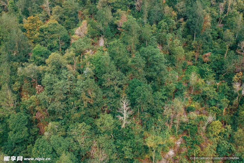 航拍森林