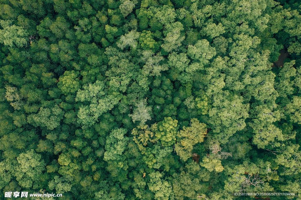 航拍森林