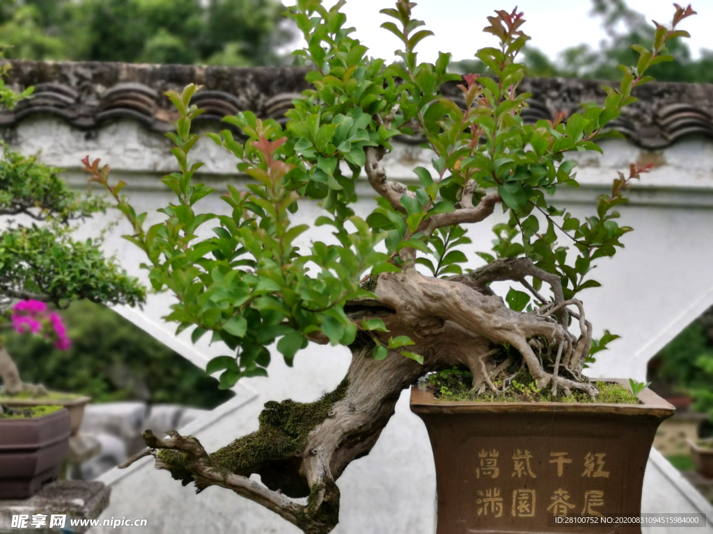 盆景