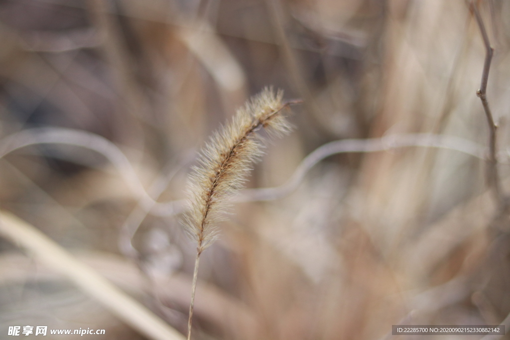 干枯的狗尾巴草
