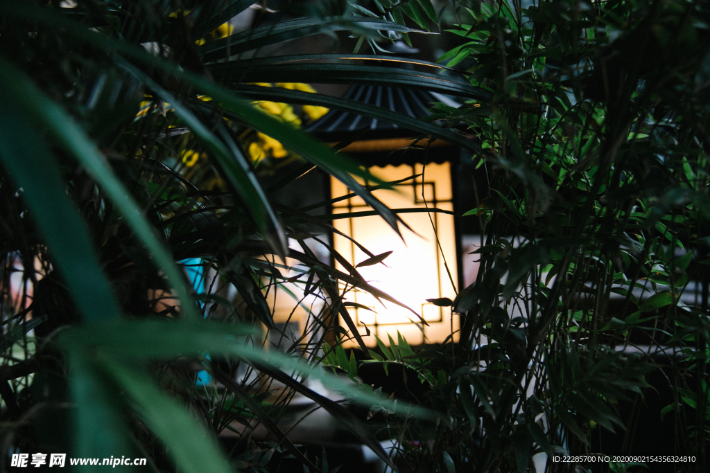 叶子后面的灯