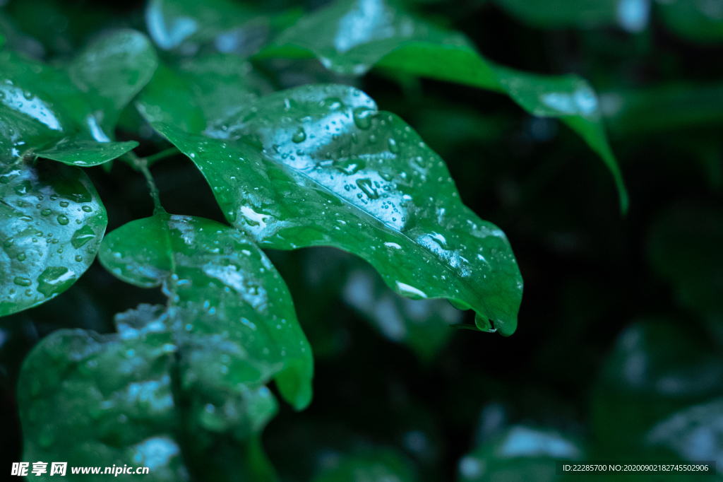 雨后树叶
