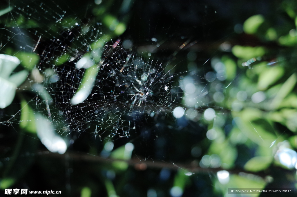 树间蜘蛛网