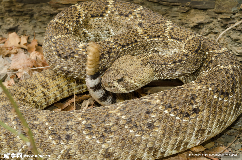 自然生物蛇类摄影