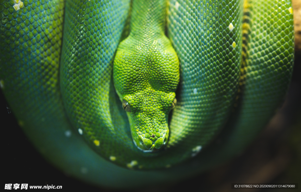 自然生物蛇类摄影