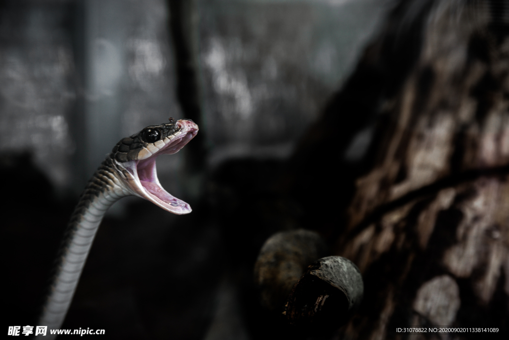 自然生物蛇类摄影