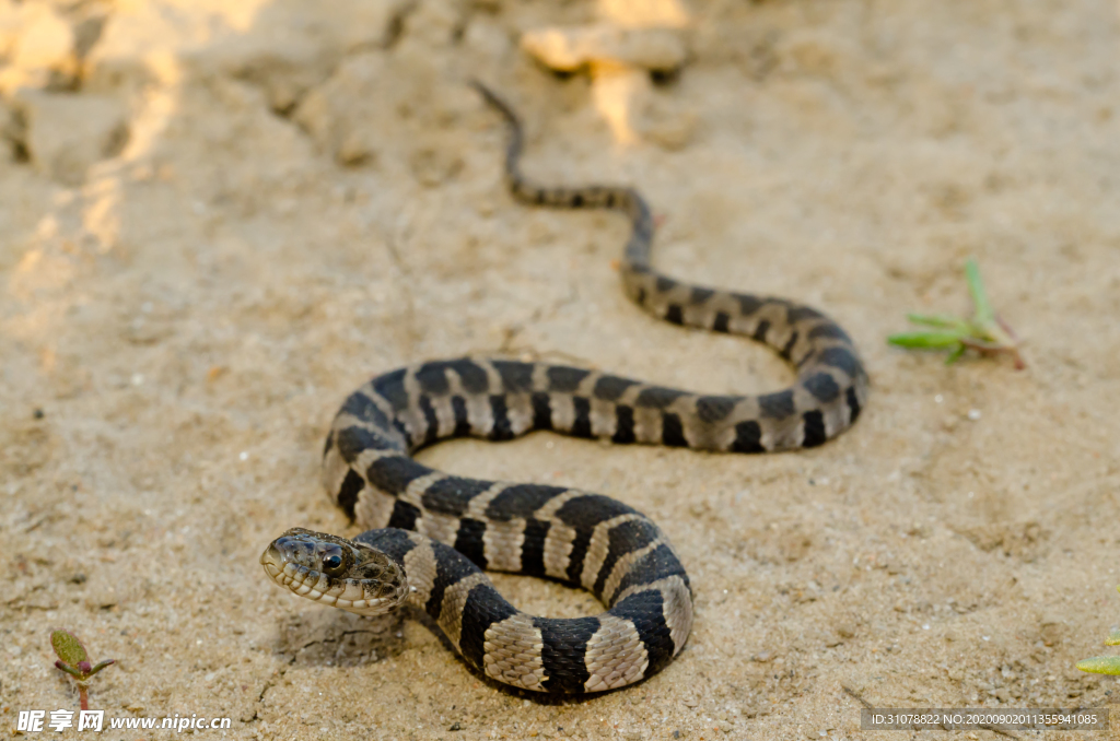 自然生物蛇类摄影