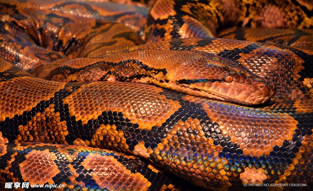 自然生物蛇类摄影