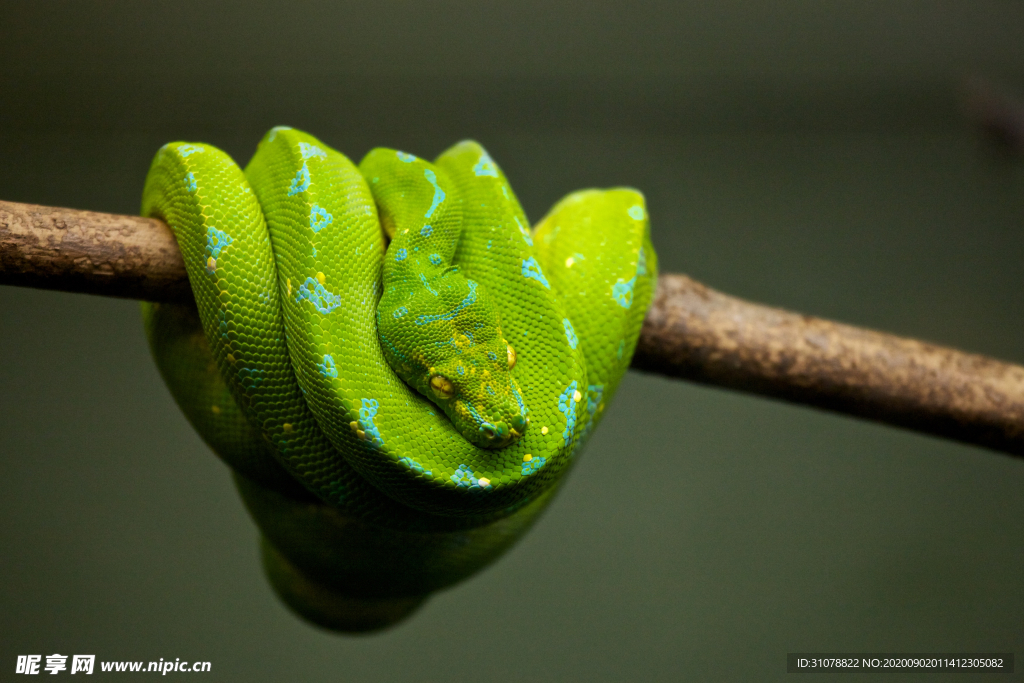 自然生物蛇类摄影