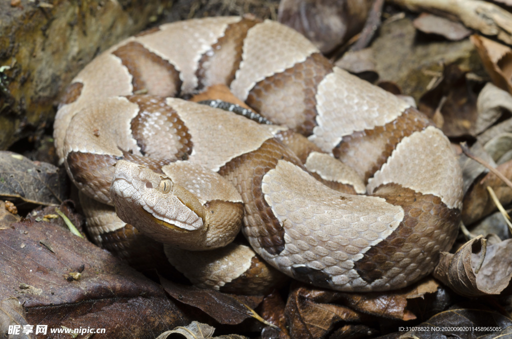 自然生物蛇类摄影