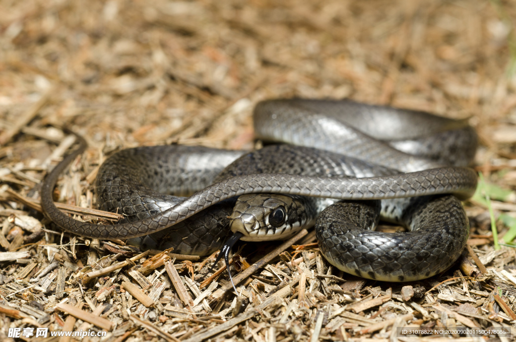 自然生物蛇类摄影