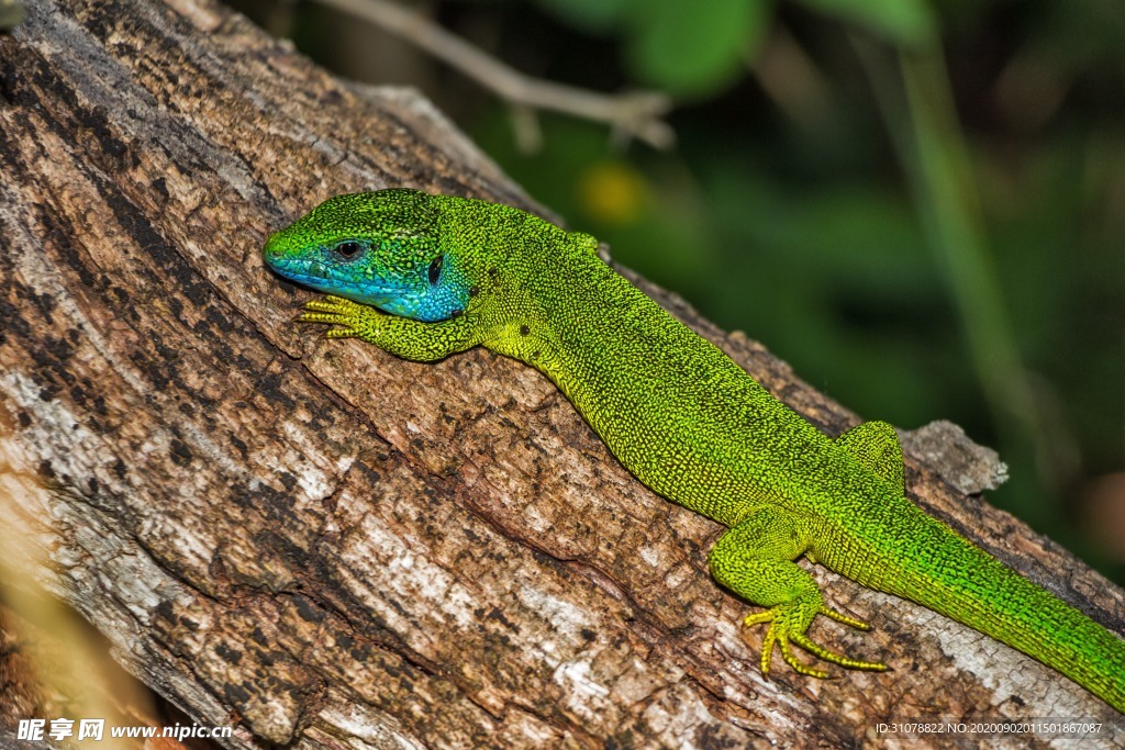 自然生物蛇类摄影