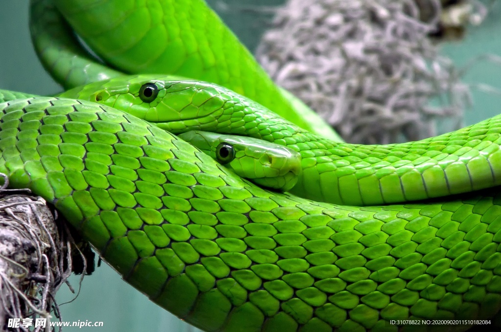 自然生物蛇类摄影