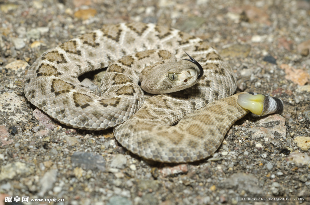 自然生物蛇类摄影