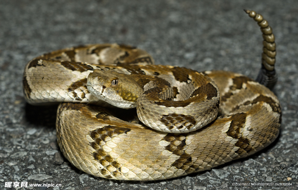 自然生物蛇类摄影