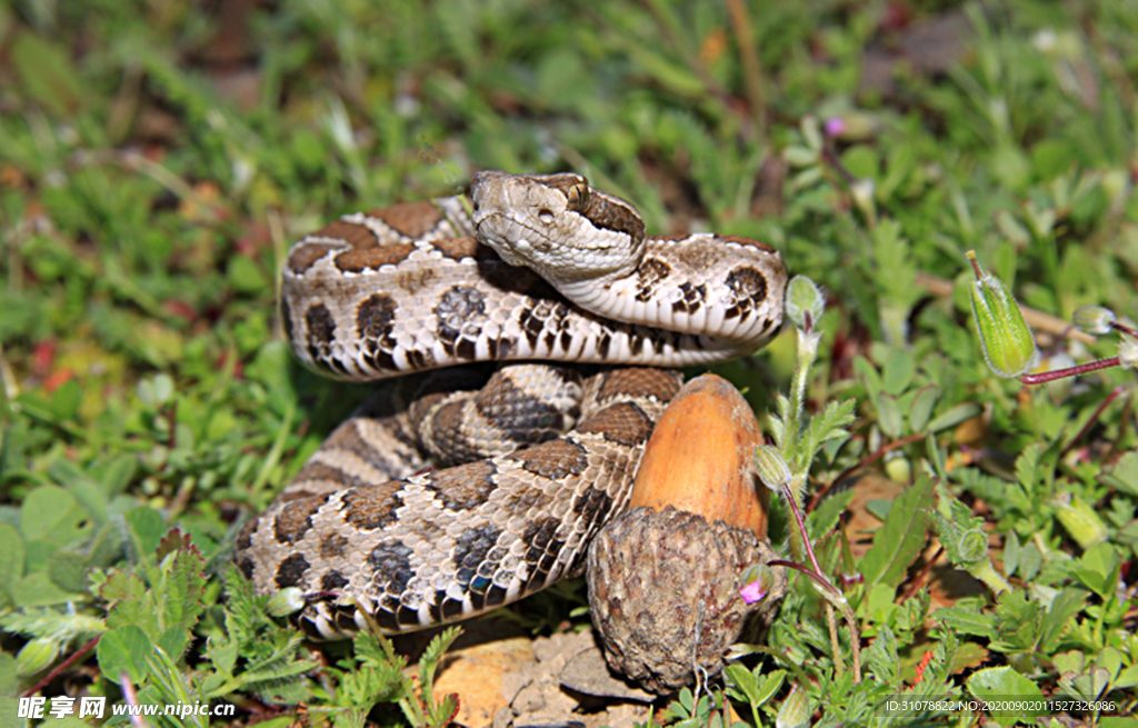 自然生物蛇类摄影