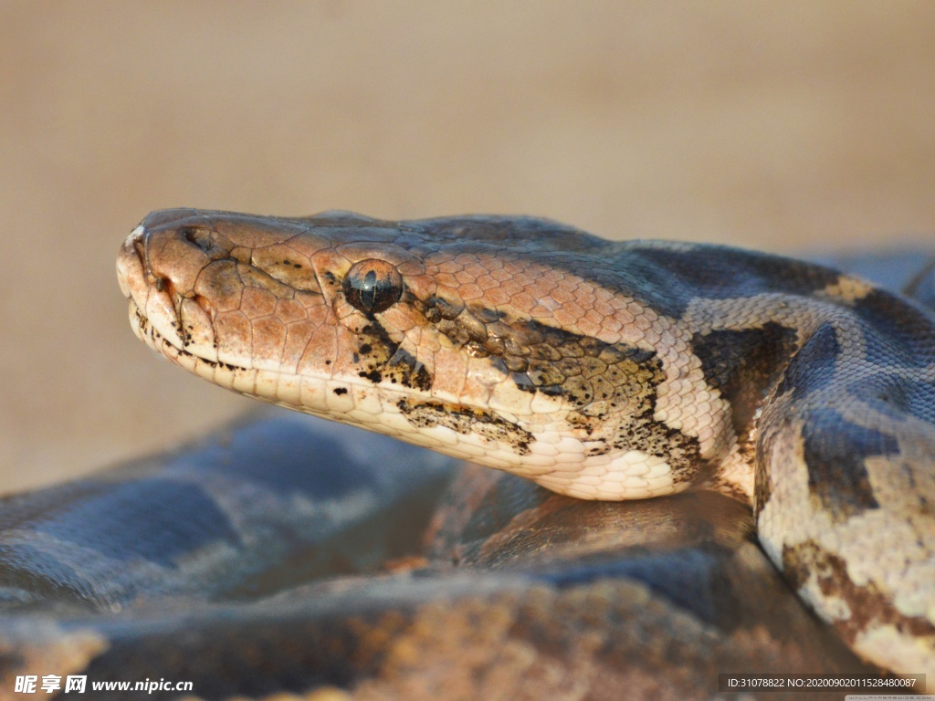 自然生物蛇类摄影