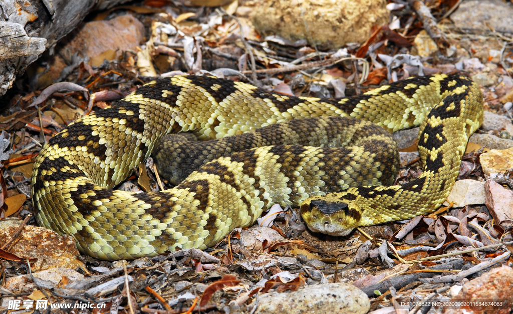 自然生物蛇类摄影