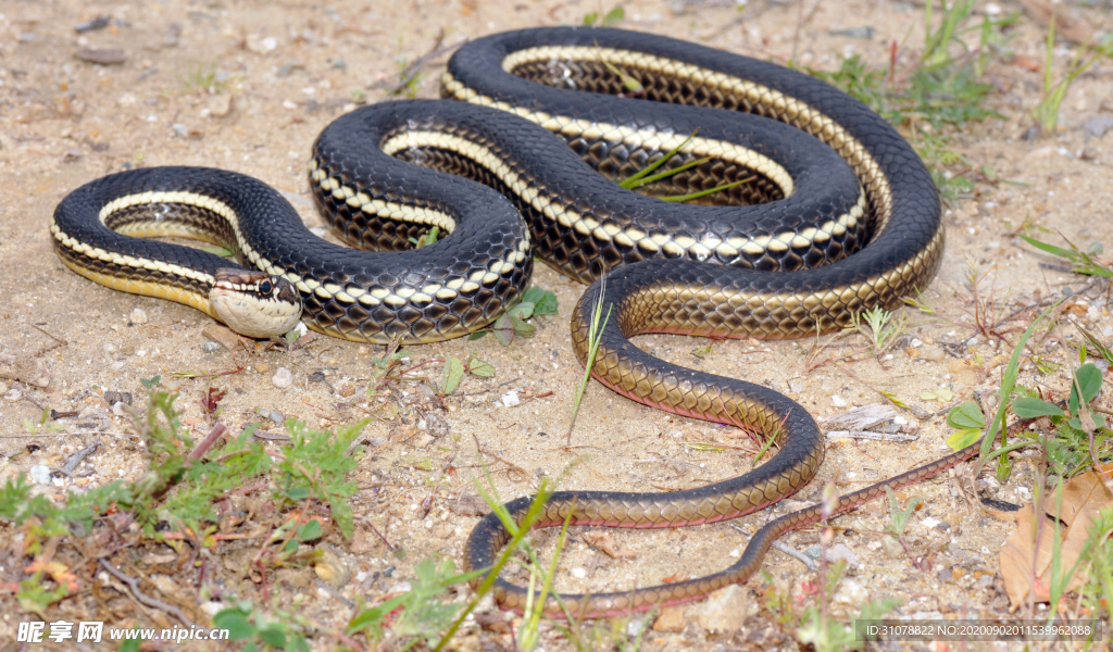 自然生物蛇类摄影