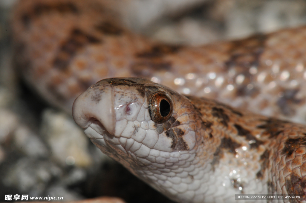 自然生物蛇类摄影