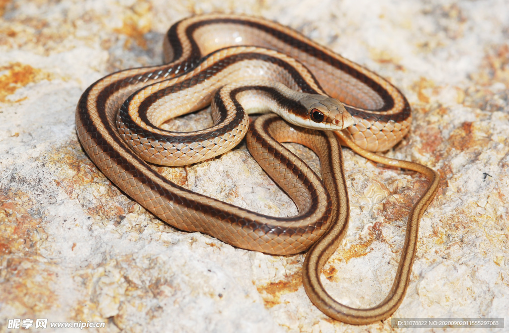 自然生物蛇类摄影