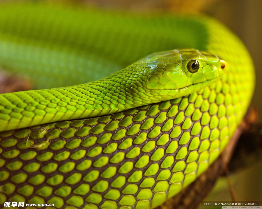 自然生物蛇类摄影