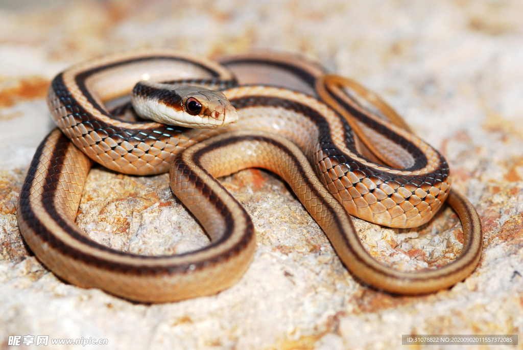 自然生物蛇类摄影