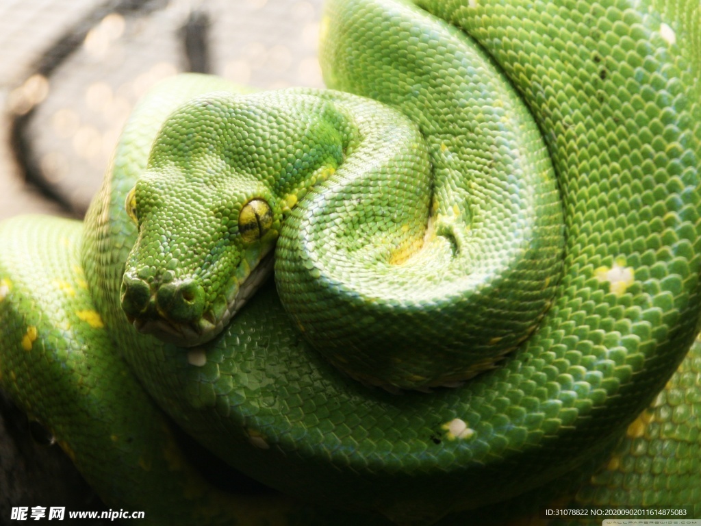 自然生物蛇类摄影