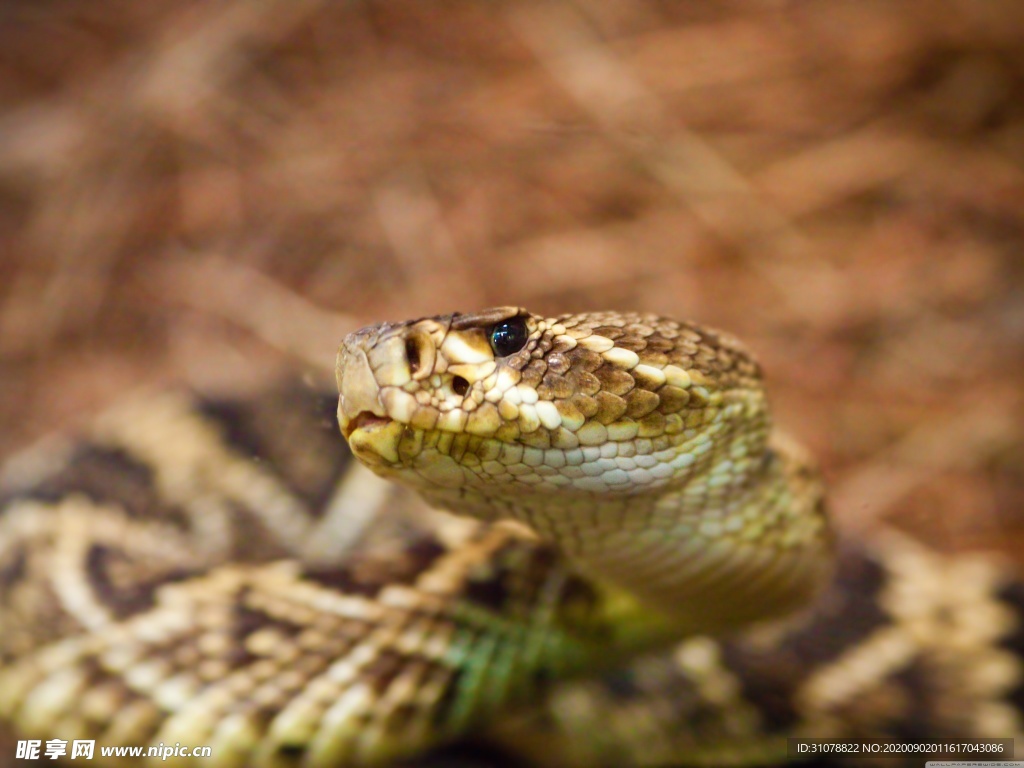 自然生物蛇类摄影