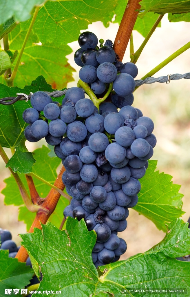 葡萄